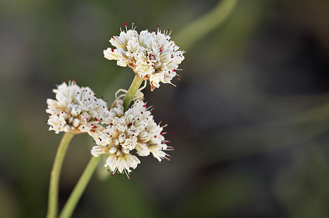 Panguitch Buckwheat (Eriogonum panguicense). Zion National Park - July 3, 2010.