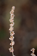 Redroot Buckwheat (Eriogonum racemosum) - Zion National Park