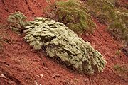 Thompson's Buckwheat (Eriogonum thompsoniae) - Zion National Park