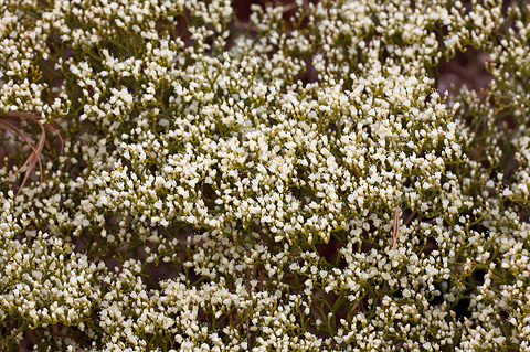 Thompson's Buckwheat (Eriogonum thompsoniae). Zion National Park - September 18, 2010.