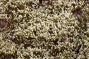Thompson's Buckwheat (Eriogonum thompsoniae) - Zion National Park