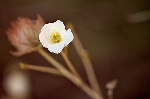 Apache Plume (Fallugia paradoxa). Zion National Park - May 25, 2009.