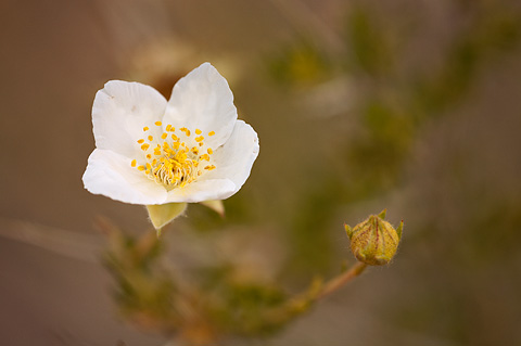 Apache Plume (Fallugia paradoxa). Zion National Park - May 25, 2009.