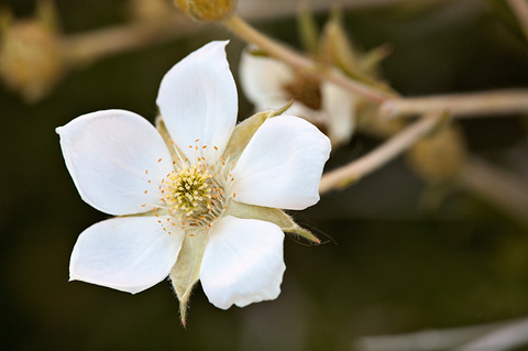 Apache Plume (Fallugia paradoxa). Zion National Park - May 15, 2010.