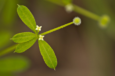 Common Bedstraw (Galium aparine). Zion National Park - May 15, 2010.
