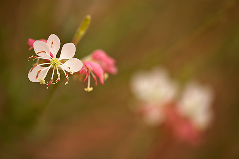 Scarlet Beeblossom (Gaura coccinea). Zion National Park - May 23, 2009.