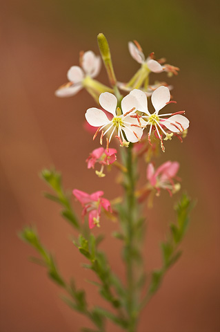 Scarlet Beeblossom (Gaura coccinea). Zion National Park - May 23, 2009.