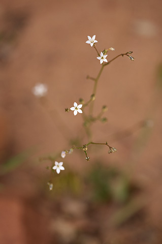 Shy Gilia (Gilia inconspicua). Zion National Park - May 4, 2009.