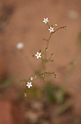 Shy Gilia (Gilia inconspicua) - Zion National Park