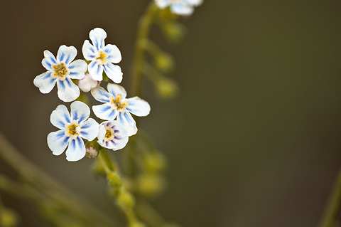Spotted Stickseed (Hackelia patens). Zion National Park - June 13, 2010.
