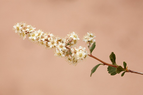 Rock Spirea (Holodiscus dumosus). Zion National Park - July 4, 2010.