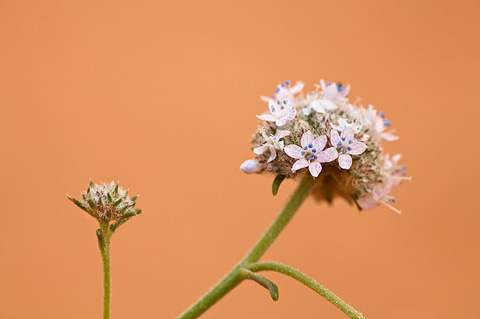 Ballhead Ipomopsis (Ipomopsis congesta). Zion National Park - June 6, 2009.