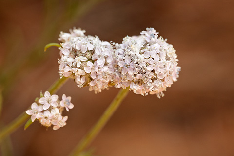 Ballhead Ipomopsis (Ipomopsis congesta). Zion National Park - July 4, 2010.
