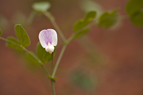 Aspen Pea (Lathyrus laetivirens). Zion National Park - May 22, 2009.