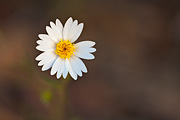 Whitedaisy Tidytips (Layia glandulosa) - Zion National Park
