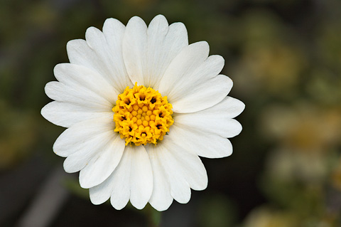 Whitedaisy Tidytips (Layia glandulosa). Zion National Park - May 1, 2010.