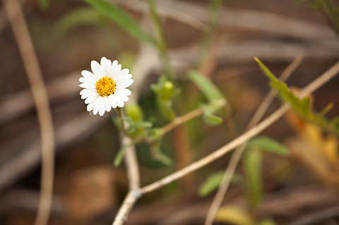Whitedaisy Tidytips (Layia glandulosa). Zion National Park - May 2, 2009.