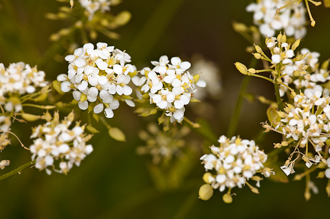 Thickleaf Pepperweed (Lepidium integrifolium). Zion National Park - June 13, 2010.
