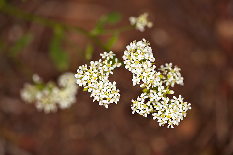 Thickleaf Pepperweed (Lepidium integrifolium). Zion National Park - June 13, 2010.