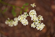 Thickleaf Pepperweed (Lepidium integrifolium) - Zion National Park