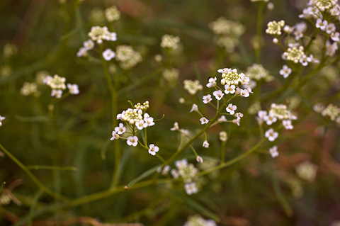 Jones' Pepperweed (Lepidium montanum). Zion National Park - April 16, 2010.