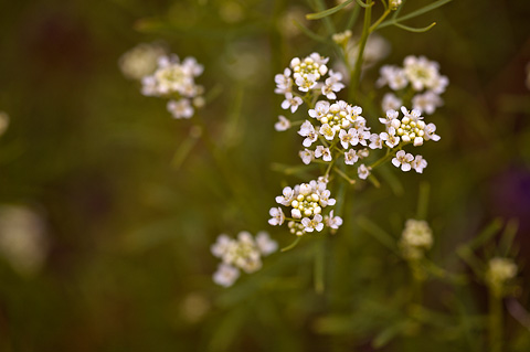 Jones' Pepperweed (Lepidium montanum). Zion National Park - April 16, 2010.