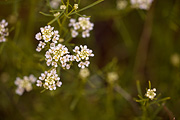 Jones' Pepperweed (Lepidium montanum) - Zion National Park