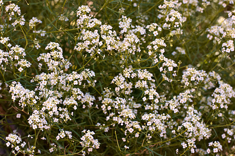Jones' Pepperweed (Lepidium montanum). Zion National Park - May 1, 2010.