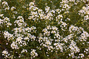 Jones' Pepperweed (Lepidium montanum) - Zion National Park
