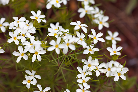 Nuttall's linanthus (Leptosiphon nuttallii). Zion National Park - May 2, 2009.