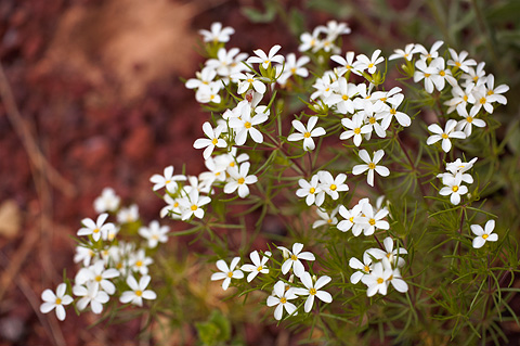 Nuttall's linanthus (Leptosiphon nuttallii). Zion National Park - May 2, 2009.