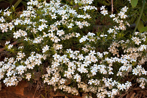 Nuttall's linanthus (Leptosiphon nuttallii). Zion National Park - May 15, 2010.