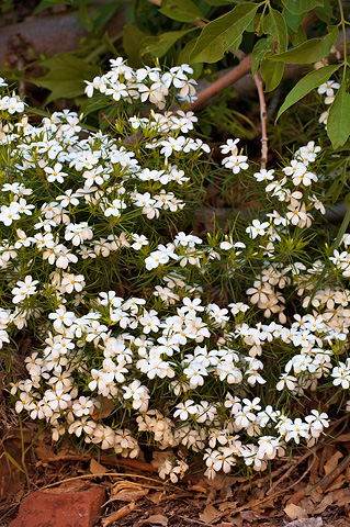Nuttall's linanthus (Leptosiphon nuttallii). Zion National Park - May 15, 2010.