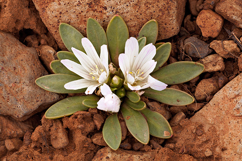 Shortsepal Lewisia (Lewisia brachycalyx). Zion National Park - May 3, 2009.