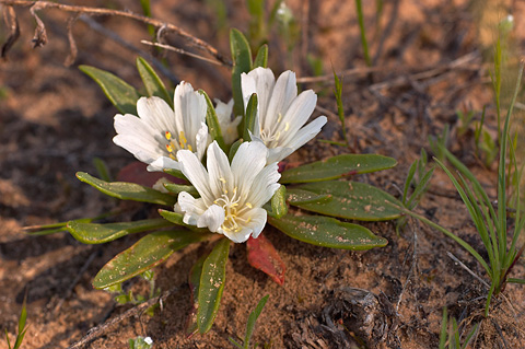 Shortsepal Lewisia (Lewisia brachycalyx). Zion National Park - May 28, 2005.
