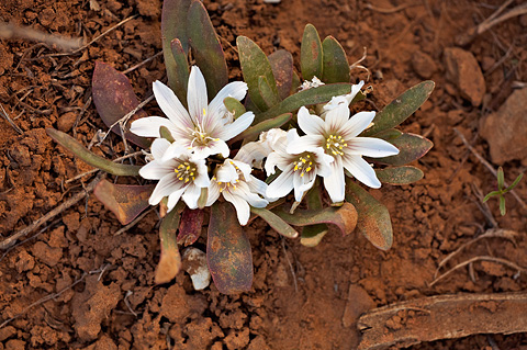 Shortsepal Lewisia (Lewisia brachycalyx). Zion National Park - May 28, 2010.