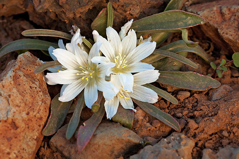 Shortsepal Lewisia (Lewisia brachycalyx). Zion National Park - May 28, 2010.