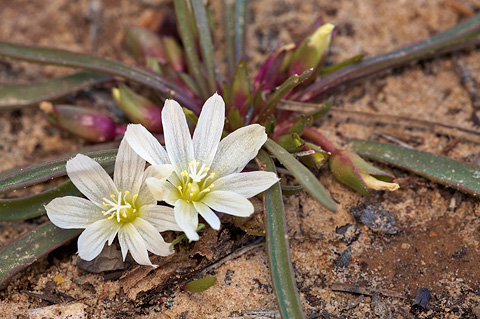 Alpine Lewisia (Lewisia pygmaea). Zion National Park - May 15, 2010.