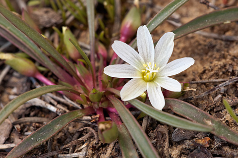 Alpine Lewisia (Lewisia pygmaea). Zion National Park - May 15, 2010.