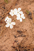 Evening Snow (Linanthus dichotomus) - Zion National Park