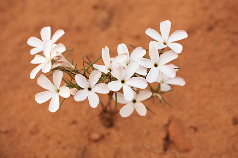 Evening Snow (Linanthus dichotomus). Zion National Park - May 15, 2010.