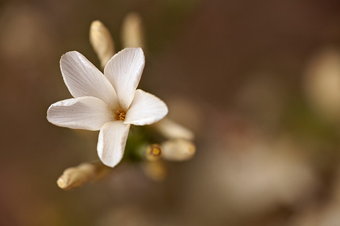 Granite Prickly Phlox (Linanthus pungens). Zion National Park - May 24, 2009.
