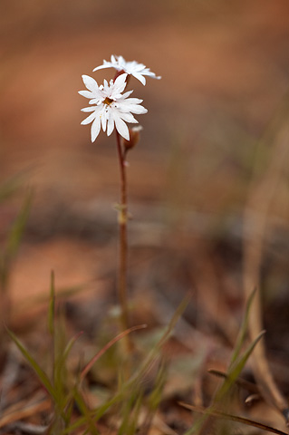 Slender Woodland Star (Lithophragma tenellum). Zion National Park - May 2, 2010.