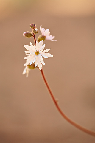 Slender Woodland Star (Lithophragma tenellum). Zion National Park - May 3, 2010.