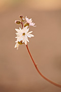 Slender Woodland Star (Lithophragma tenellum) - Zion National Park