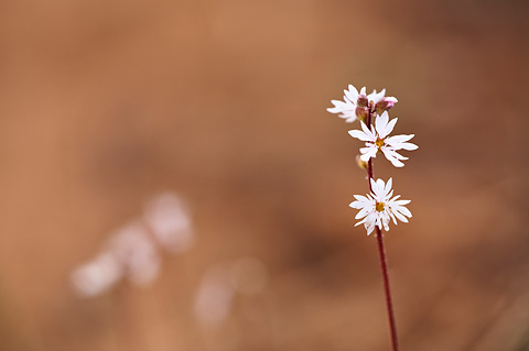 Slender Woodland Star (Lithophragma tenellum). Zion National Park - May 3, 2009.