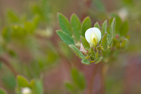 Riverbar Birdsfoot Trefoil (Lotus denticulatus). Zion National Park - May 1, 2010.