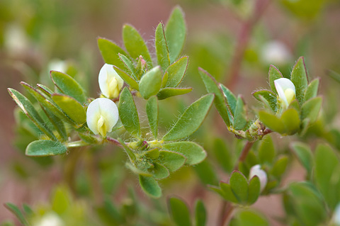 Riverbar Birdsfoot Trefoil (Lotus denticulatus). Zion National Park - May 1, 2010.