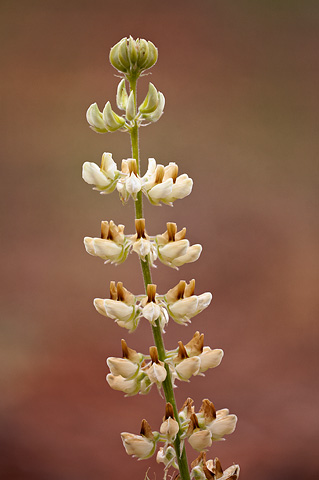 Bearded Lupine (Lupinus barbiger). Zion National Park - May 22, 2009.