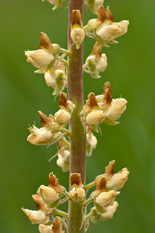 Bearded Lupine (Lupinus barbiger). Zion National Park - May 29, 2005.
